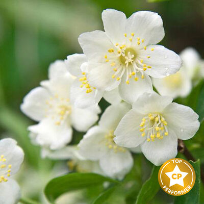 Jasmine Dreams Fragrance Oil