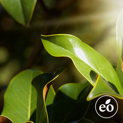Clove Leaf Essential Oil