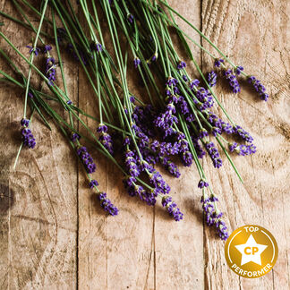 Lavender and Cedar Fragrance Oil