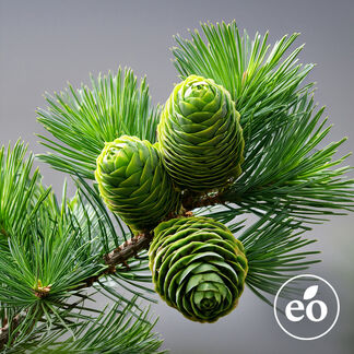 Cedarwood Atlas Essential Oil