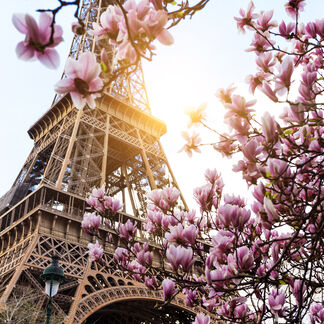 Parisian Pink Fragrance Oil