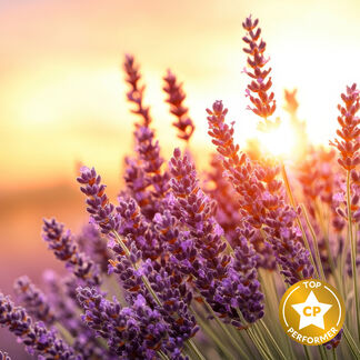Lavender Bloom Fragrance Oil