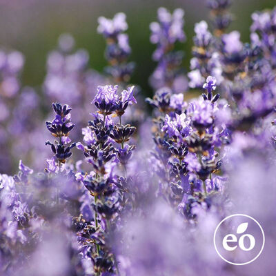 Hungarian Lavender Essential Oil
