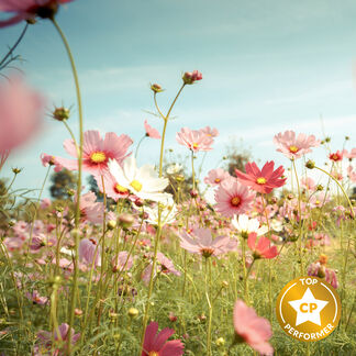 Countryside Flowers Fragrance Oil