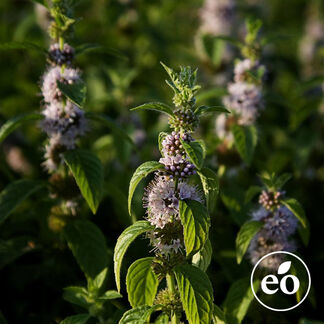 Peppermint Essential Oil - 2nd Distill