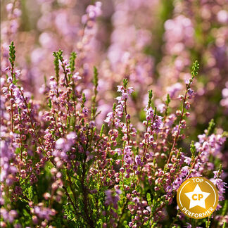 Wild Heather and Thyme Fragrance Oil