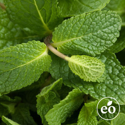 Spearmint Essential Oil