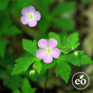 Egyptian Geranium Essential Oil