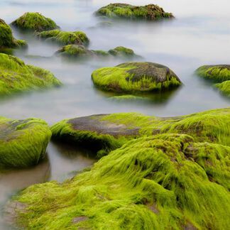 Sea Moss Fragrance Oil