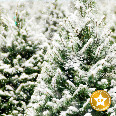 Frosted Fir Fragrance Oil
