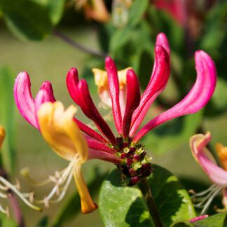 Heavenly Honeysuckle Fragrance Oil