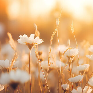 Golden Blooms Fragrance Oil