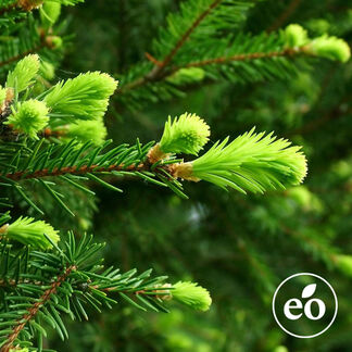 Fir Needle Essential Oil