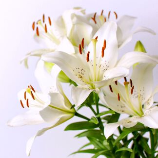 White Lily and Aloe Fragrance Oil