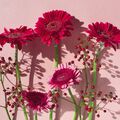 Berry Blossom Fragrance Oil - Trial Size