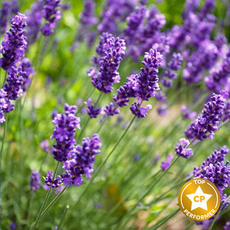 Lavender Fragrance Oil