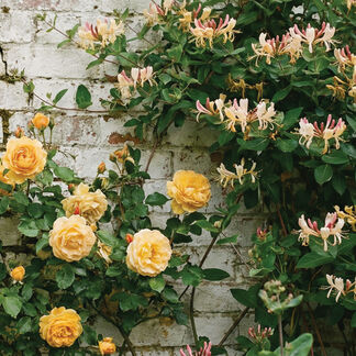 Honeysuckle Rose Fragrance Oil
