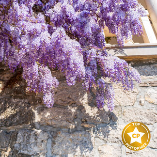 Wisteria Garden Fragrance Oil