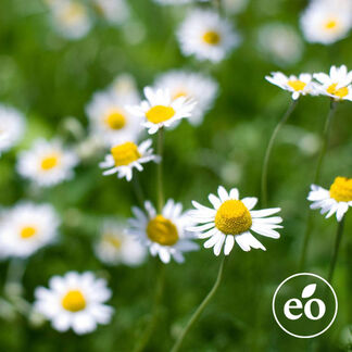 Chamomile, Roman Essential Oil