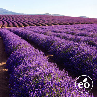 Lavender 40/42 Essential Oil