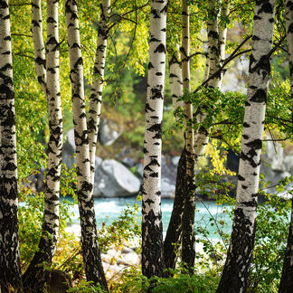 River Birch and Stone Fragrance Oil