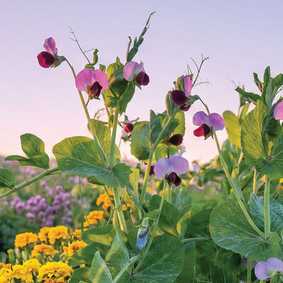 Wild Sweet Pea Fragrance Oil