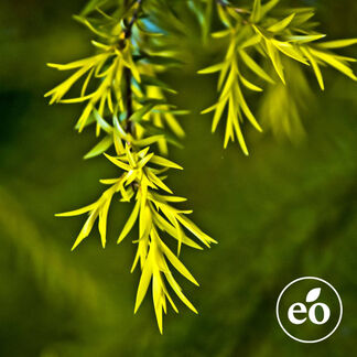 Tea Tree Essential Oil