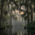 Sage and Spanish Moss Fragrance Oil - 1.75 oz
