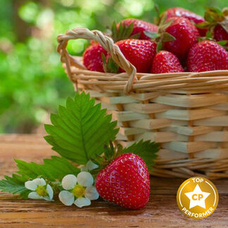 Strawberry Fragrance Oil
