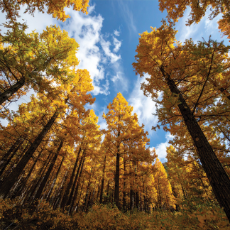 Cedar and Amber Fragrance Oil