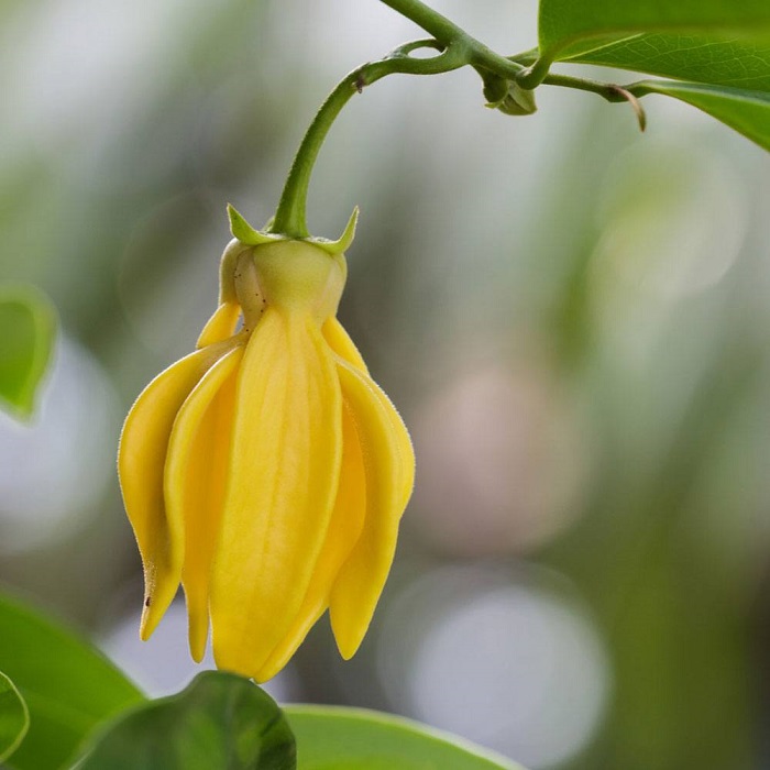 ylang
                ylang essential oil