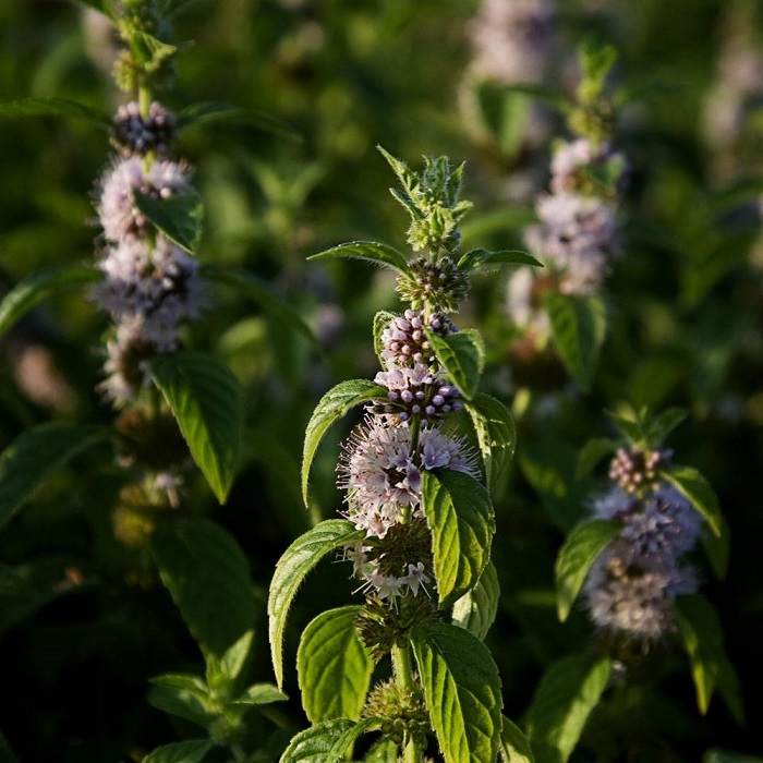 Peppermint Essential Oil Peppermint Essential Oil