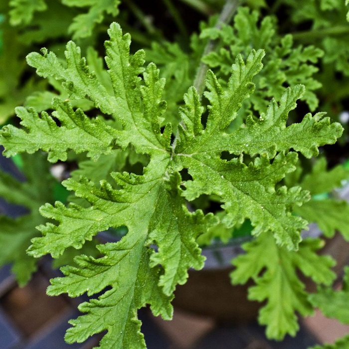 Citronella Essential Oil Citronella Essential Oil