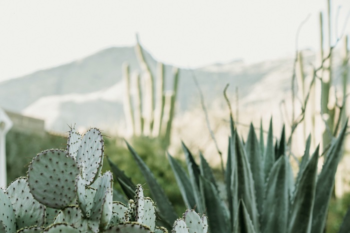 
Our New Desert Romance Collection Gives Back

