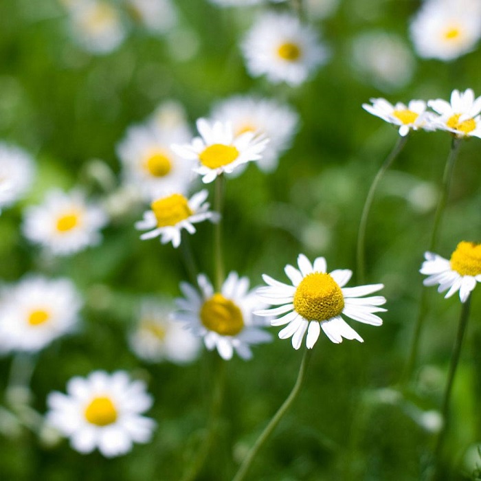 Chamomile flowers Chamomile flowers