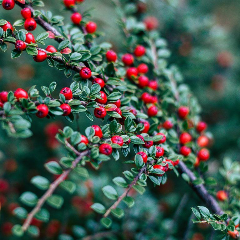 lingonberry
spice fragrance oil | bramble berry