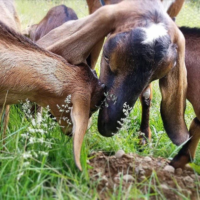 milkmade soap co goats