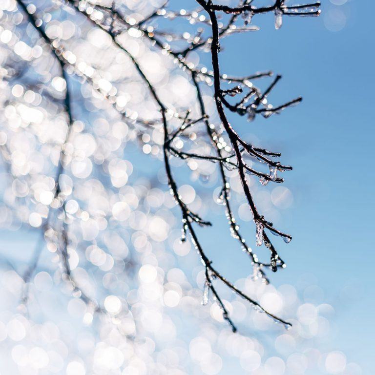 alpine frost fragrance oil | bramble berry