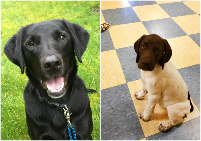 bramble berry team dogs