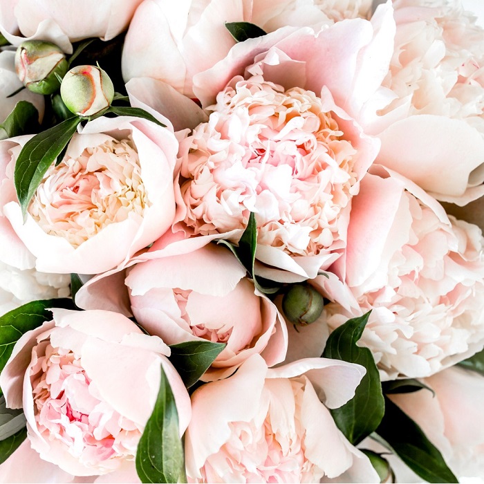 Nostalgic Scents a bundle
of pink peonies