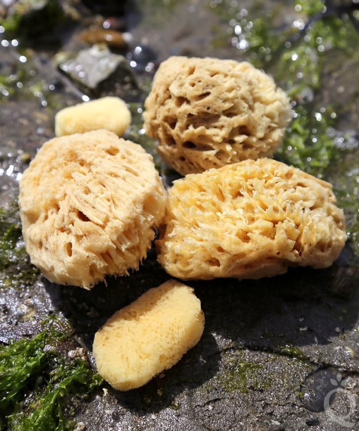 sea sponges
| bramble berry