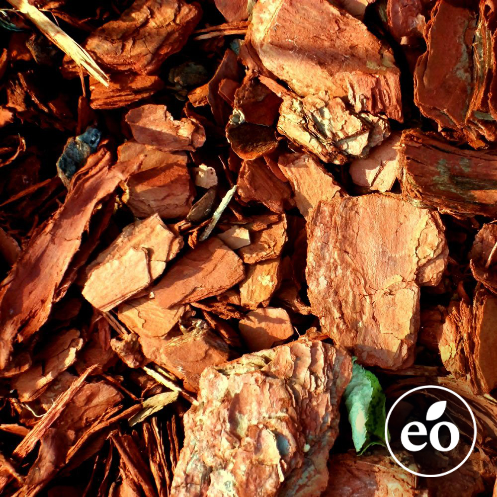 Cedarwood Essential Oil