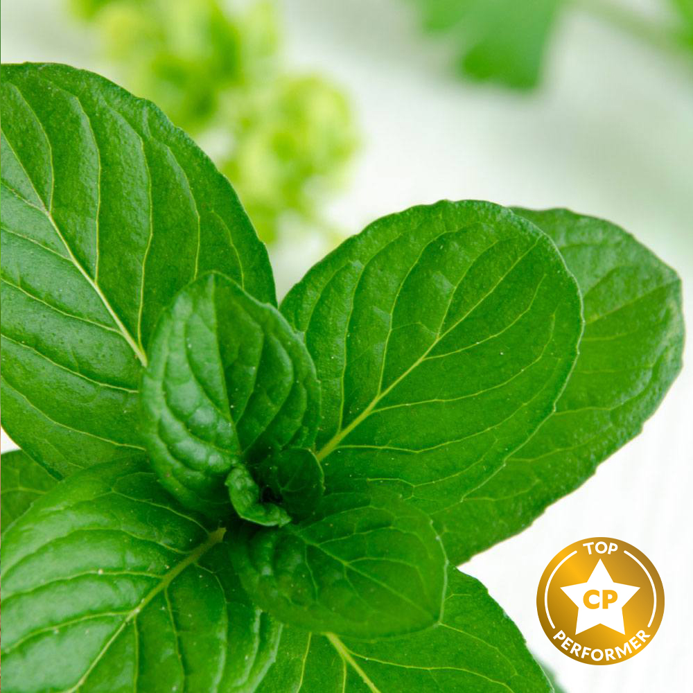 Spearmint Eucalyptus Fragrance Oil