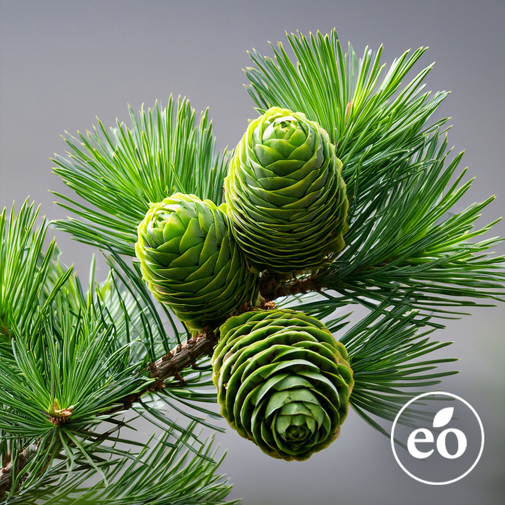 Cedarwood Atlas Essential Oil