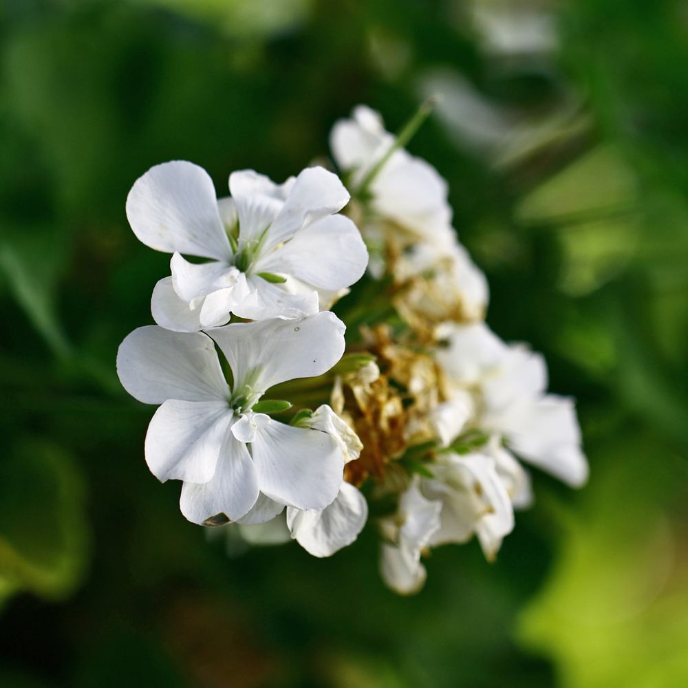 DISCONTINUED - Natural Geranium and Sandalwood Fragrance Oil