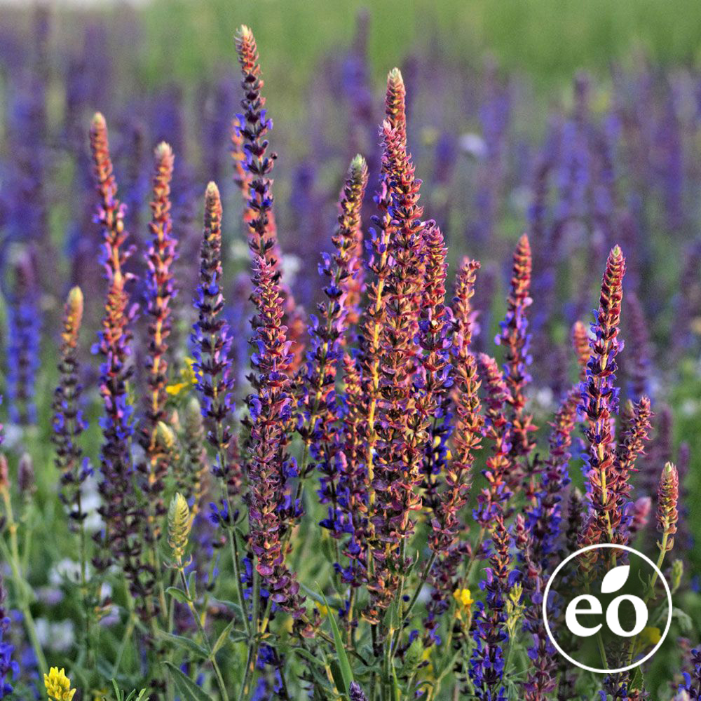 Clary Sage Essential Oil