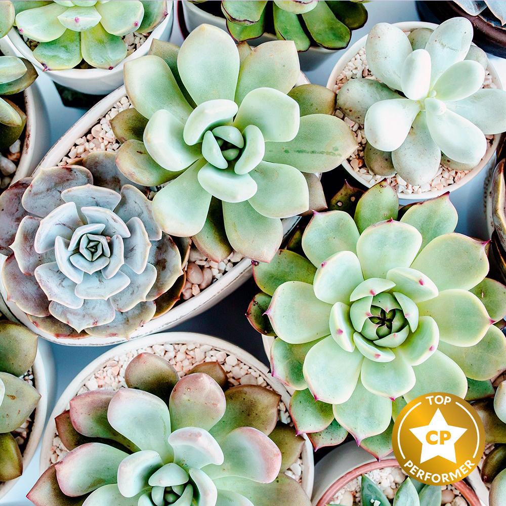 Lush Succulent Fragrance Oil