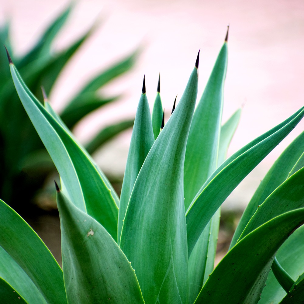 Emerald Agave Fragrance Oil