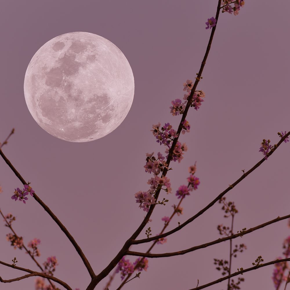 Violet Moondance Fragrance Oil