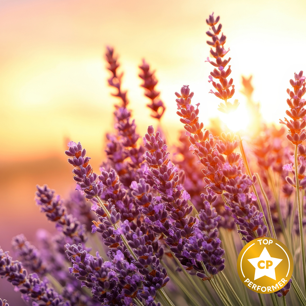Lavender Bloom Fragrance Oil
